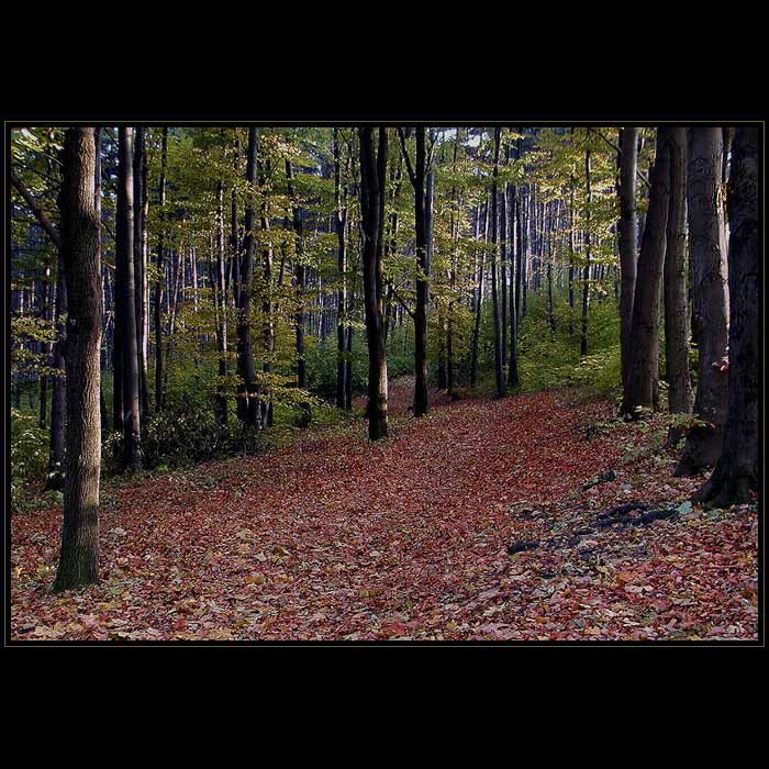 <b>//OKÉNKO DO LESA//</b><br>