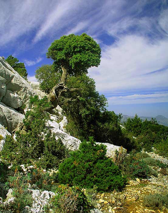 Sardinie