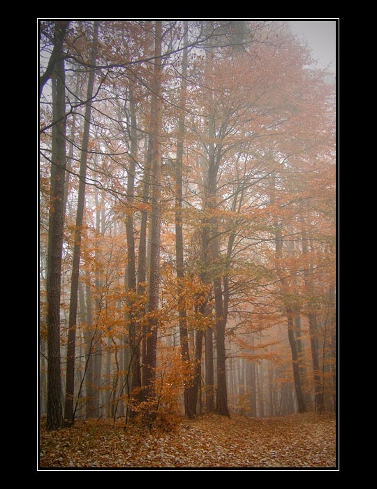 Stále mlha na Kokořínsku