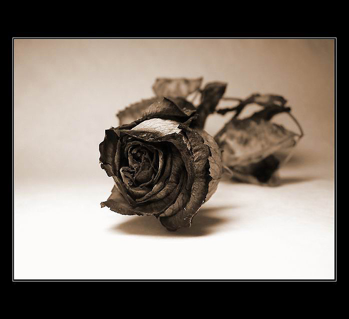 rose in sepia