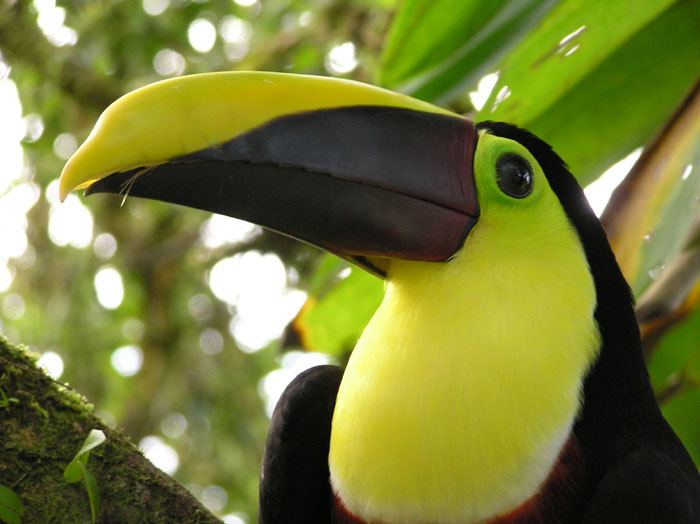 Tukan