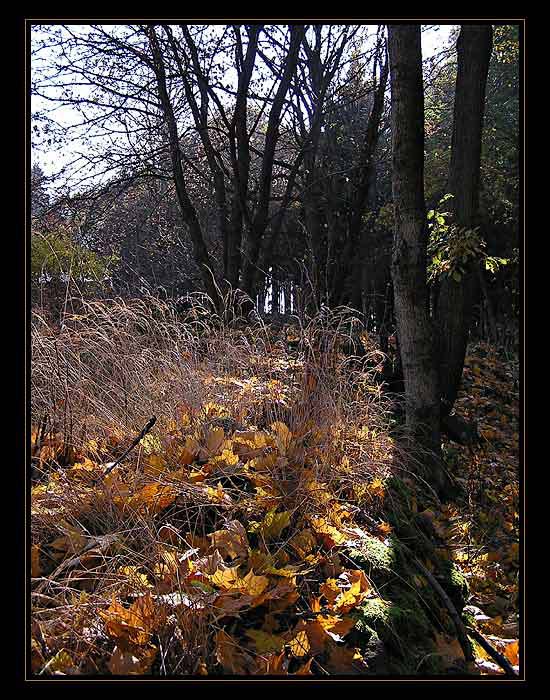 ... z lesních zákoutí...