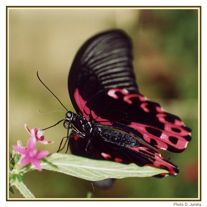 V Motýlím domě...