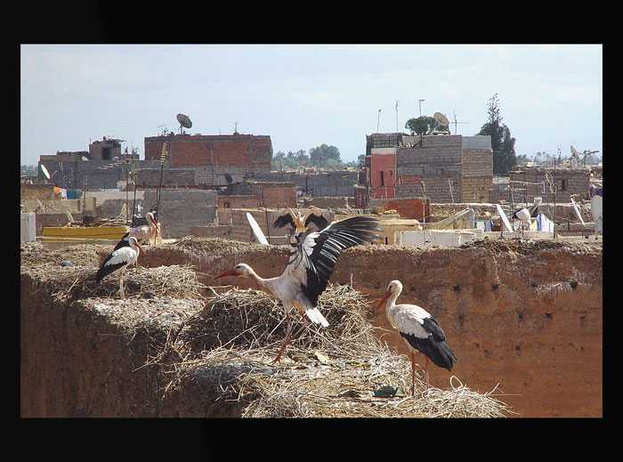 Marrakeš