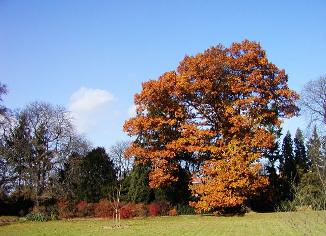 Podzim v Průhonicích