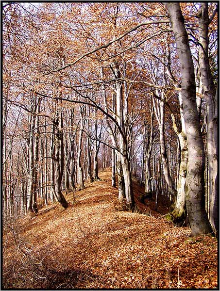 zlatá cesta