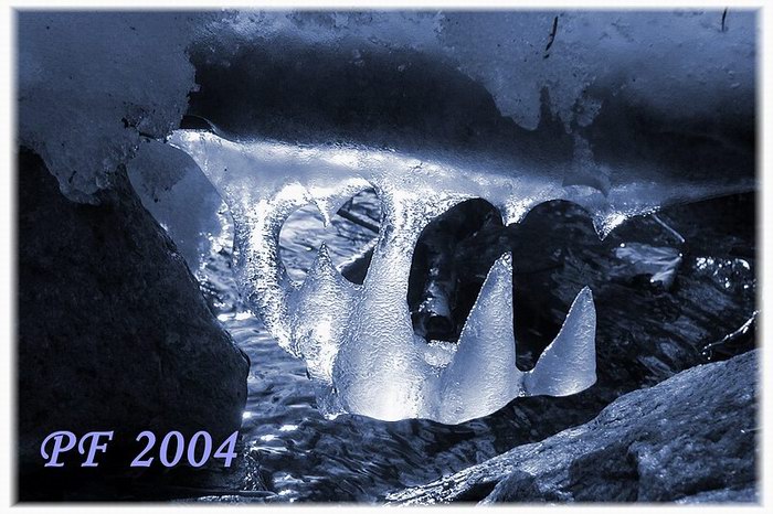 PF 2004