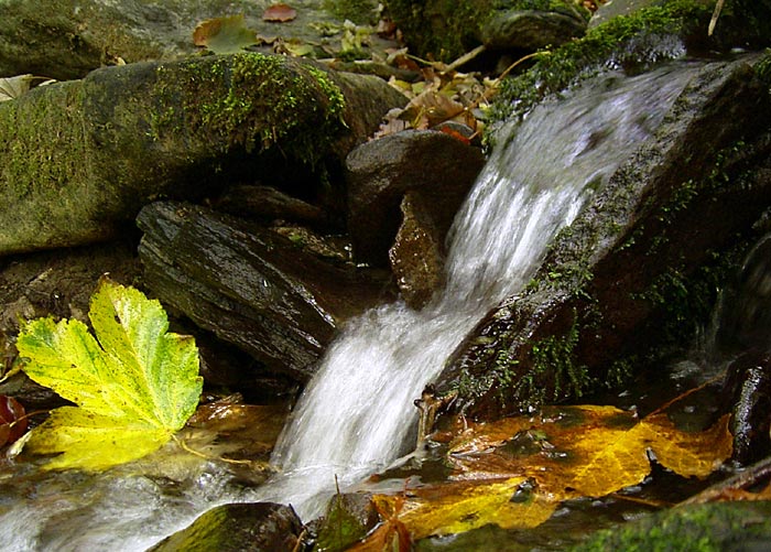 šumavské toulánky - potůček