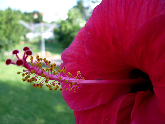 Hibiscus rosa-sinensis