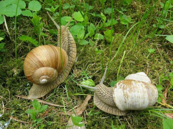 Prcháme ....šmírák