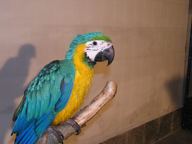 FILIP