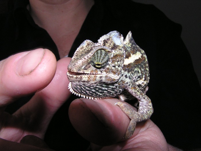 Chameleon