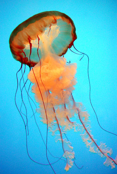 JellyFish