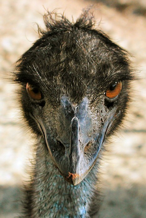 Emu, aneb podívejte se pštrosovi do očí...