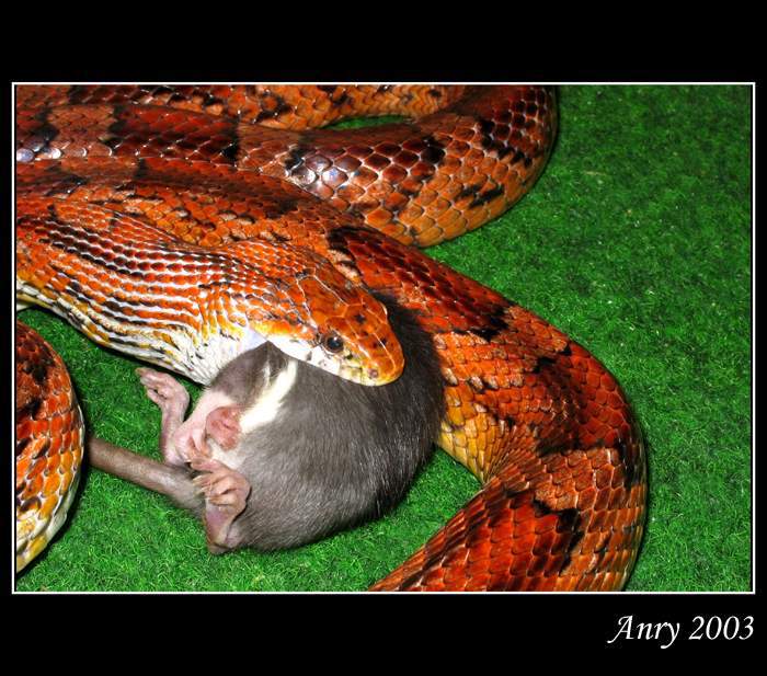 Elaphe Guttata - III