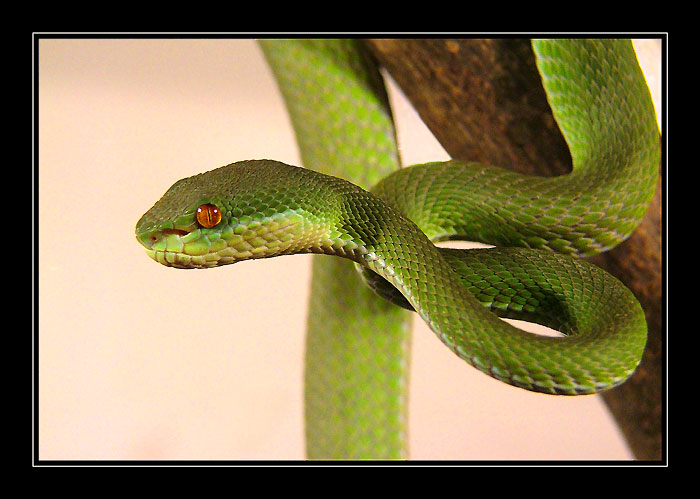 Úsměv, vyletí ptáček ...