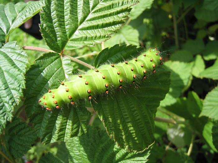 housenka na maline