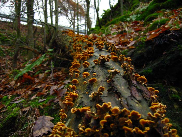 Houby na pochodu 30.11.2003