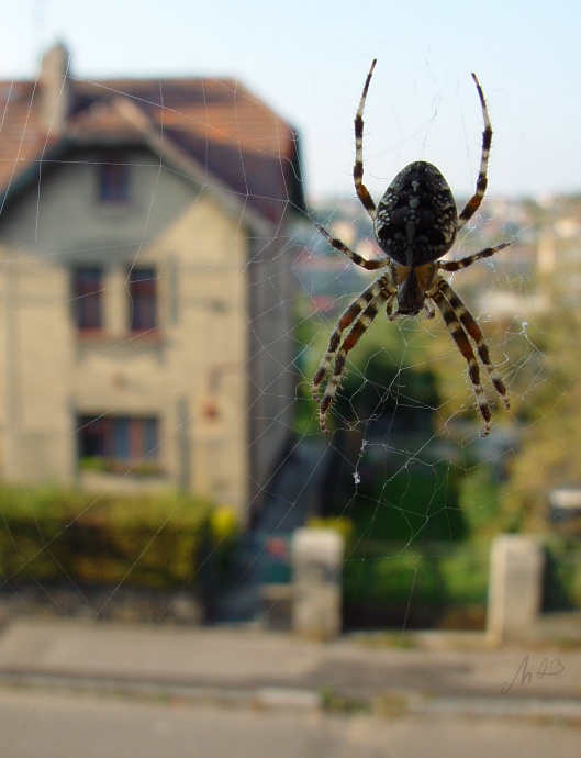 World Wide Web