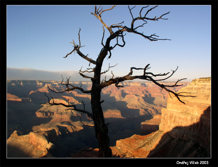 Strom v Grand Canyonu