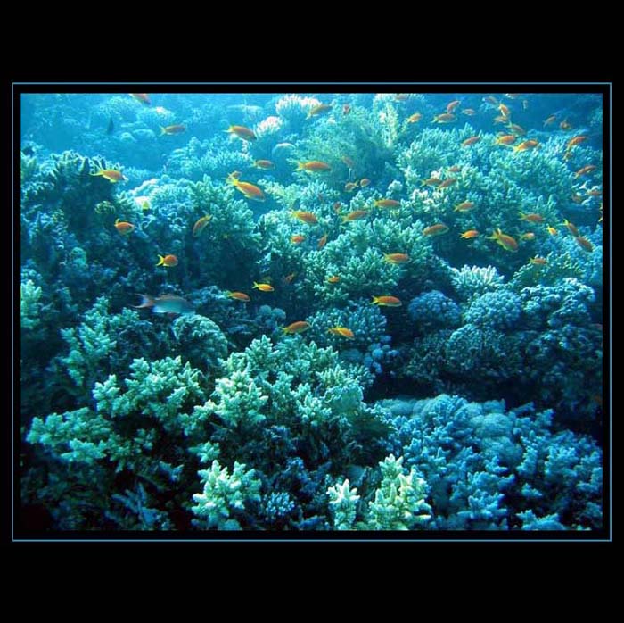 Zahrada