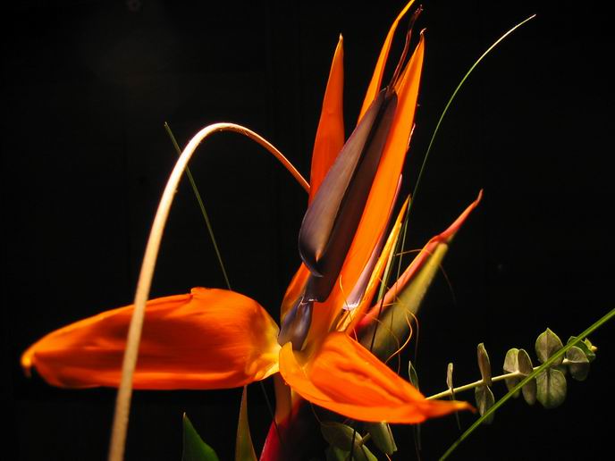 Exotická kytice