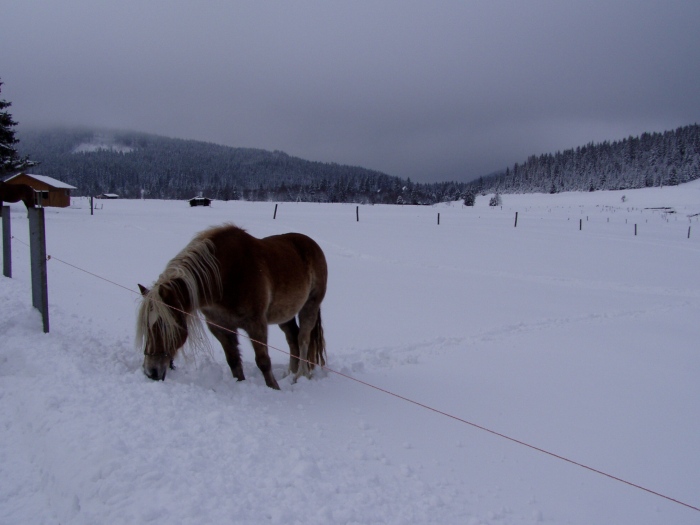 Sumava