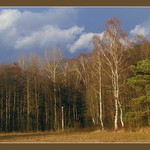 Okraj lesa s borovicí a břízami