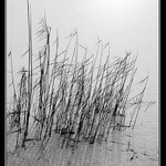 Rákosí na zamrzlém rybníku