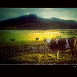 Milkaland, aneb totalni kravina