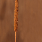 Podzimní klišé II. - bojínek