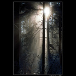 Deep Forest