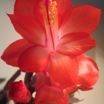 křehká vánoční krása