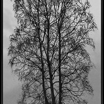 Bříza na horizontu