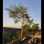 ... Sealsfielduv kamen ...