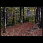 <b>//OKÉNKO DO LESA//</b><br>