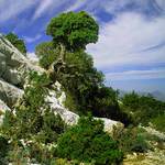 Sardinie