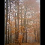 Stále mlha na Kokořínsku