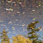 <b>listopad</b><br>aneb nebe plné listí