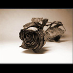 rose in sepia