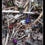 United colors of anthill 2