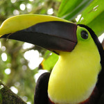 Tukan