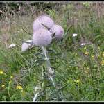 Bodlák z Malé Fatry