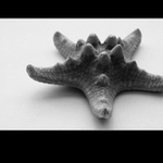 ...[...hvezdicka...]...