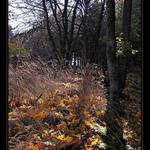 ... z lesních zákoutí...