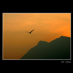 Mít křídla jak ten pták ...