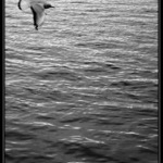 *Být tak volný jak pták...*