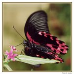 V Motýlím domě...