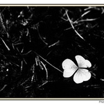 Trojlístek... Jak z Irska :o)