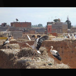 Marrakeš
